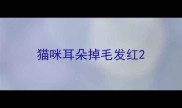 猫咪耳朵掉毛发红