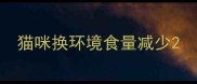 猫咪换环境食量减少
