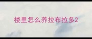 楼里怎么养拉布拉多