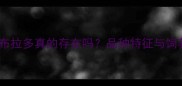 小型拉布拉多真的存在吗品种特征与饲养指南