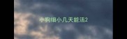 小狗细小几天能活