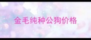 金毛纯种公狗价格