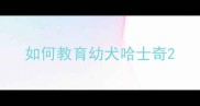 如何教育幼犬哈士奇