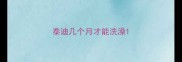 泰迪几个月才能洗澡