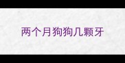 两个月狗狗几颗牙