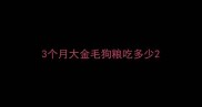 3个月大金毛狗粮吃多少