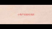 小狗产后能吃鸡肝