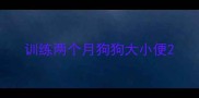 训练两个月狗狗大小便