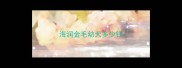 海润金毛幼犬多少钱