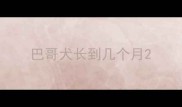 巴哥犬长到几个月