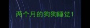 两个月的狗狗睡觉