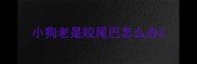 小狗老是咬尾巴怎么办