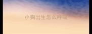 小狗出生怎么呼吸