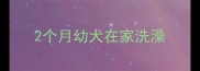 2个月幼犬在家洗澡