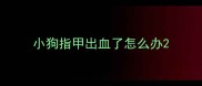小狗指甲出血了怎么办