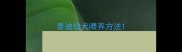泰迪幼犬喂养方法