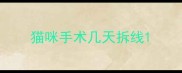 猫咪手术几天拆线