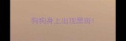 狗狗身上出现黑斑