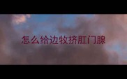 怎么给边牧挤肛门腺