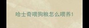 哈士奇喂狗粮怎么喂养