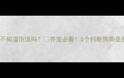 哈士奇真的不知道饱饿吗养宠必看5个判断狗狗是否吃饱的细节