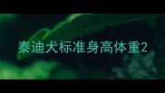 泰迪犬标准身高体重