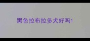 黑色拉布拉多犬好吗