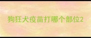 狗狂犬疫苗打哪个部位