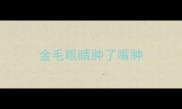 金毛眼睛肿了嘴肿