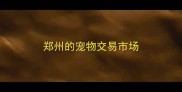 郑州的宠物交易市场