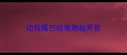 边牧尾巴经常翘起开花