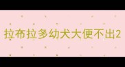 拉布拉多幼犬大便不出