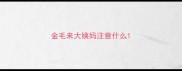 金毛来大姨妈注意什么