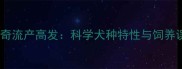 哈士奇流产高发科学犬种特性与饲养误区