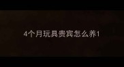 4个月玩具贵宾怎么养