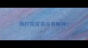 狗打完疫苗没有精神