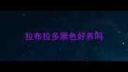 拉布拉多黑色好养吗