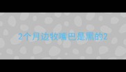2个月边牧嘴巴是黑的
