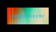 咖啡色拉布拉多公狗
