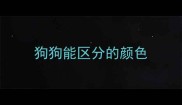 狗狗能区分的颜色
