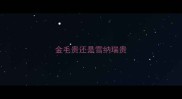金毛贵还是雪纳瑞贵