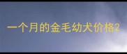 一个月的金毛幼犬价格