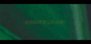 边牧四阿哥公的母的