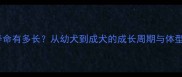 比熊犬寿命有多长从幼犬到成犬的成长周期与体型变化全