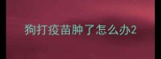狗打疫苗肿了怎么办