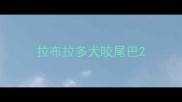 拉布拉多犬咬尾巴