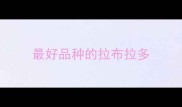 最好品种的拉布拉多