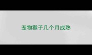 宠物猴子几个月成熟