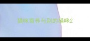 猫咪寄养与别的猫咪