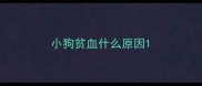 小狗贫血什么原因